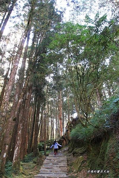 阿里山神木群步道