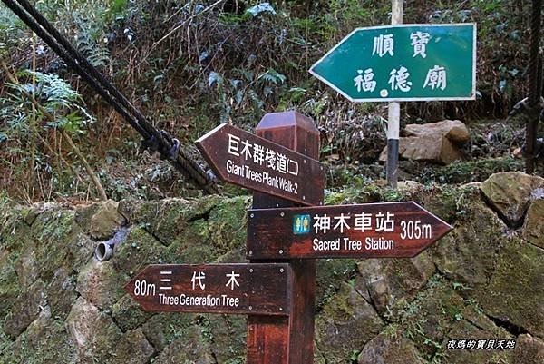 阿里山神木群步道