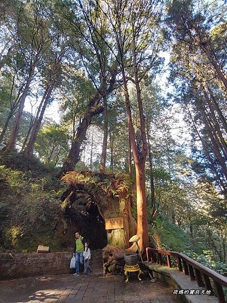 阿里山神德萬古樹