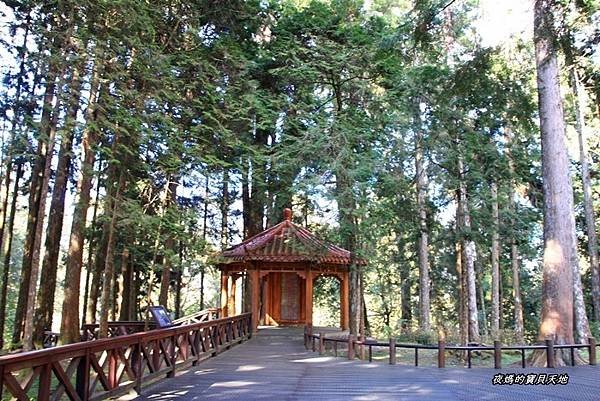 阿里山神木群步道