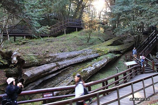 阿里山神木