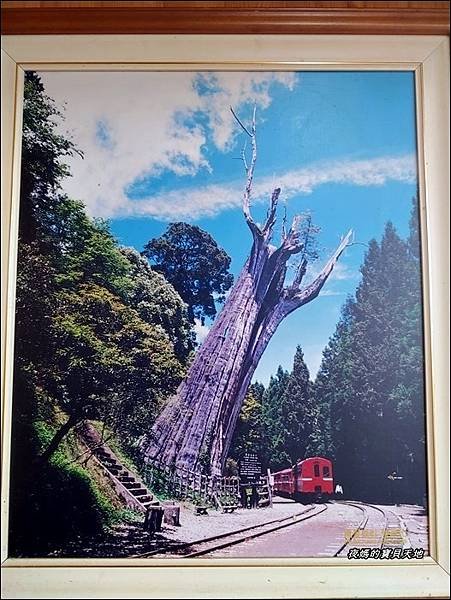 阿里山神木