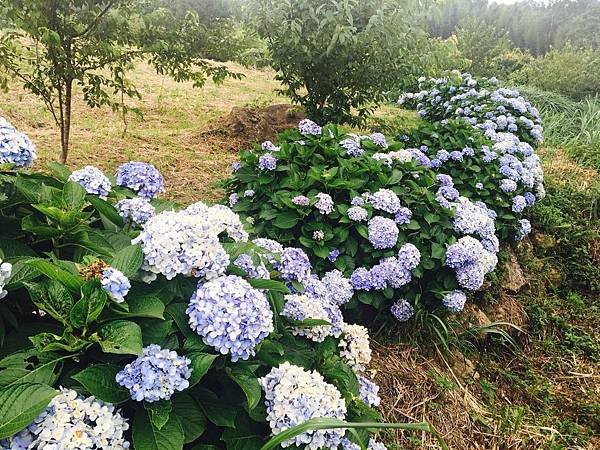 繡球花風暴💃🏻_180621_0007.jpg