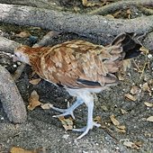DSC_0804.JPG