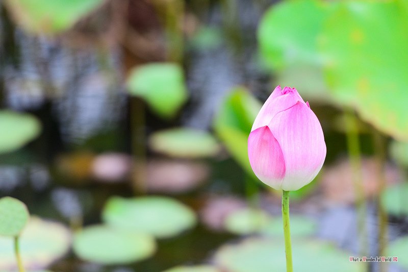 20130720-180755.jpg