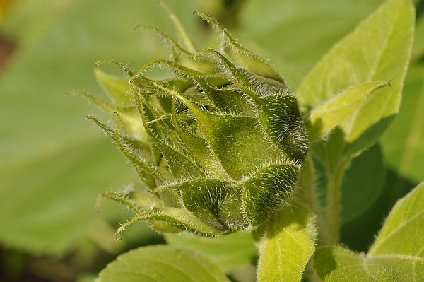 DSC_1575.jpg