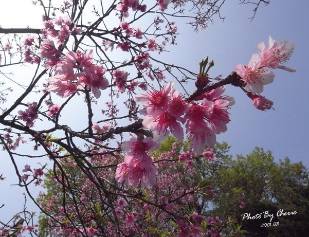 2013陽明山花季008