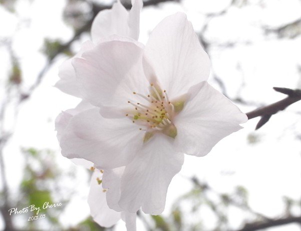 2013陽明山花季022