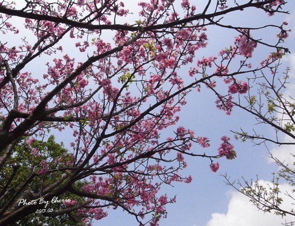 2013陽明山花季026