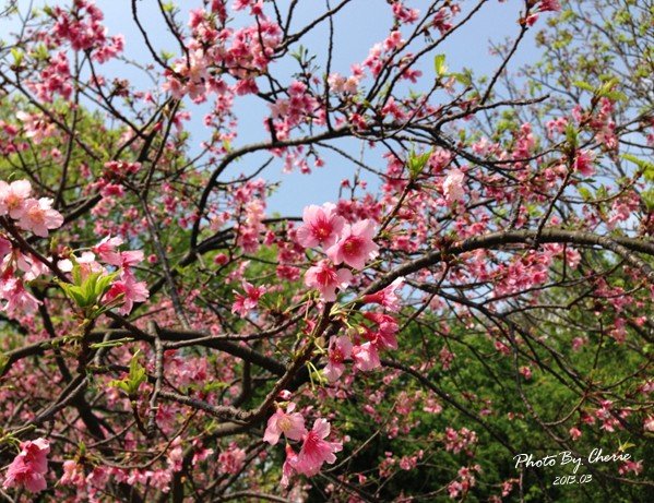 2013陽明山花季030