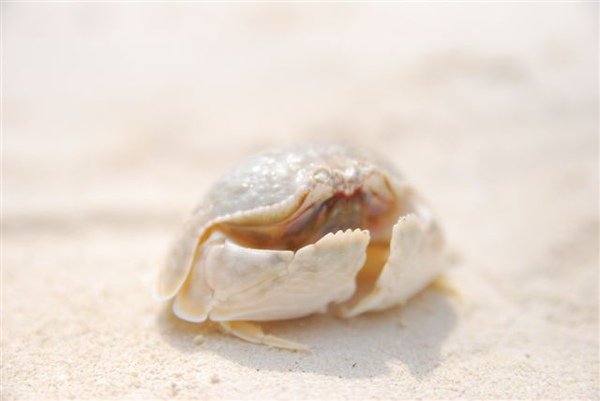 20090806_菲律賓長灘島5日 257.jpg