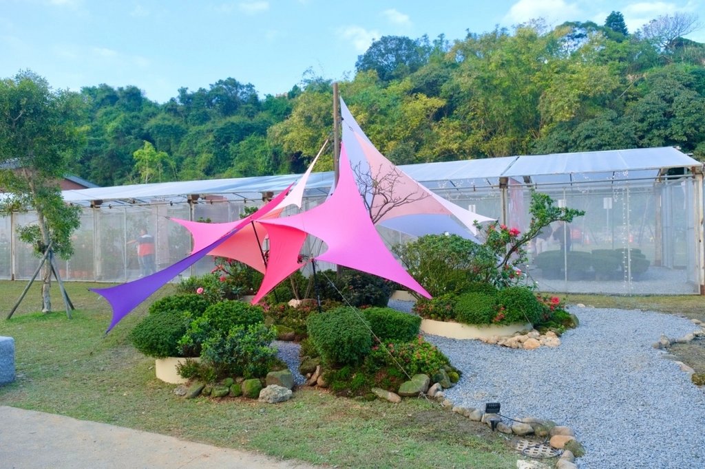 2025萬金杜鵑花展︱雙展區賞花攻略~金山中山溫泉公園、萬里