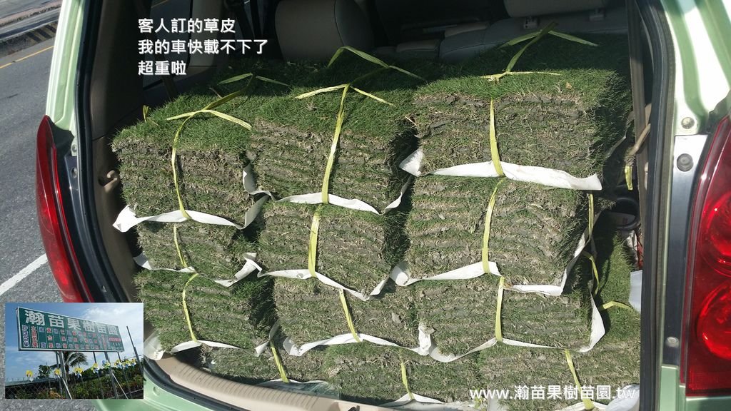 草皮
