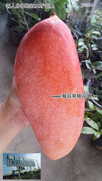 紅象牙芒果