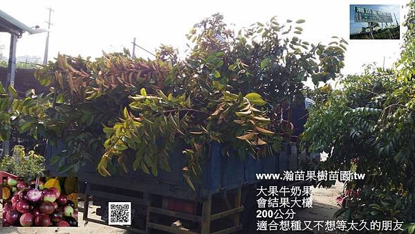 大果牛奶果