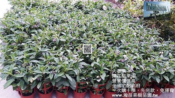 人蔘果6