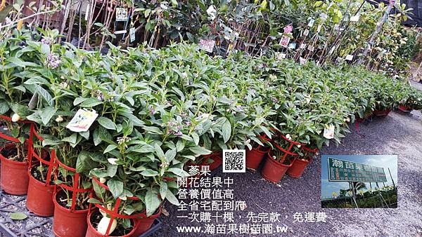人蔘果1