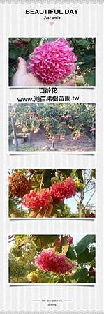 百齡花