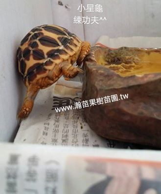 母小星龜