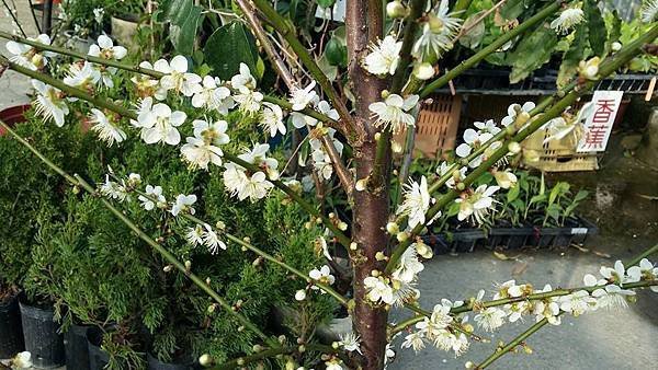 梅開花
