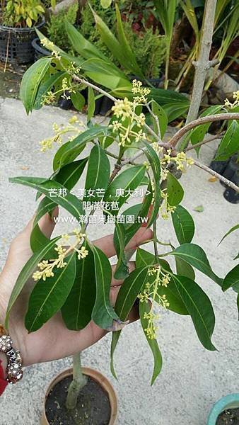 芒邦開花中