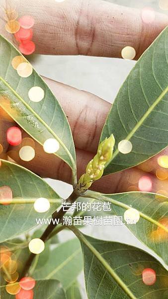 芒邦(美女芒、庚大利)花苞