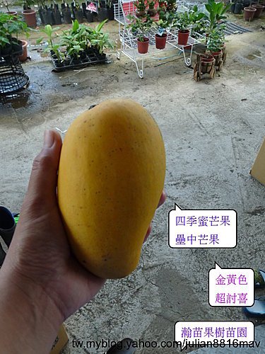 四季蜜芒果