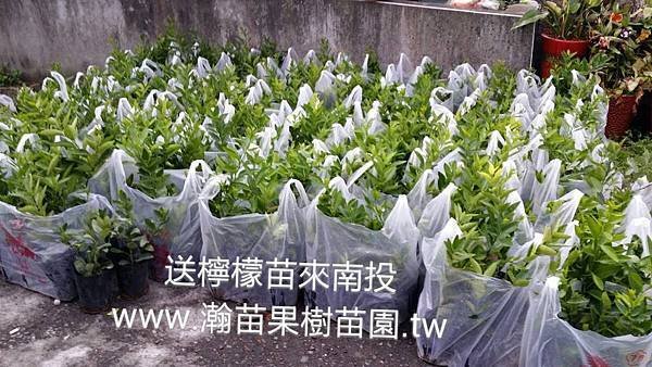 無籽檸檬出貨