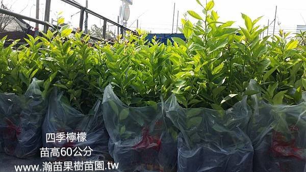 四季檸檬1