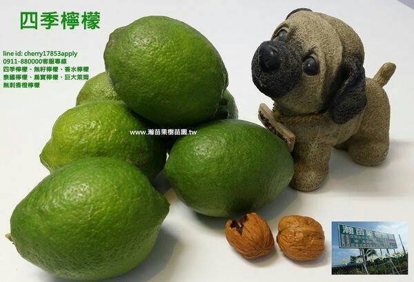 四季檸檬