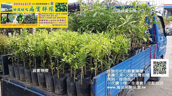 扁實檸檬跟白綿綿黃金果