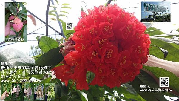 寶冠木的花跟賞葉子