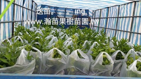 無籽檸檬外送
