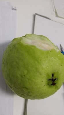 啃芭樂