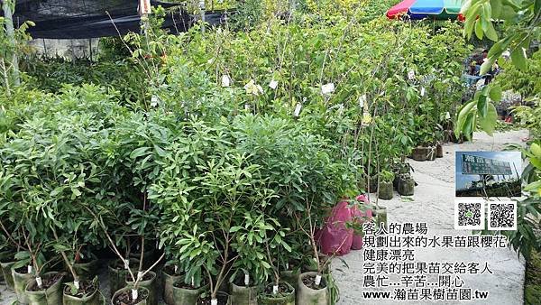 農場上千棵水果苗櫻花。沈太太