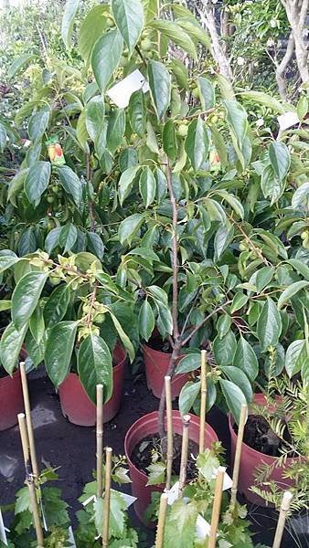 蜜柿(結果中)