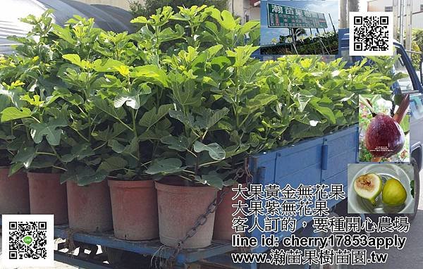 黃金無花果跟紫無花果