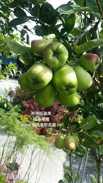 結果累累紅蘋果6