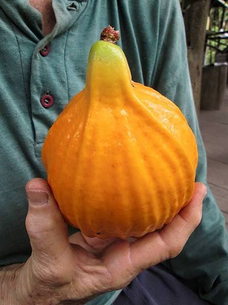 巨無霸樹葡萄
