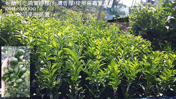 扁實檸檬2