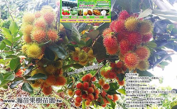 10大果離核紅毛丹