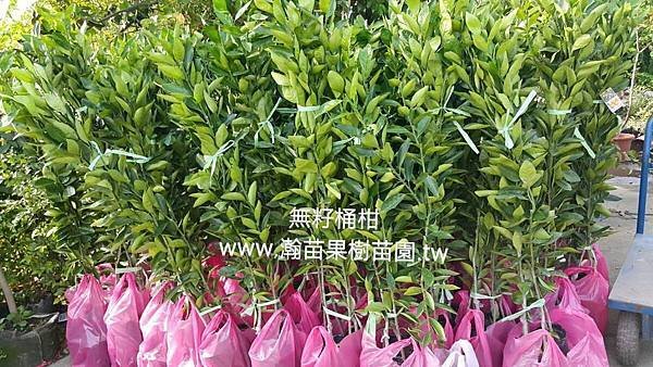 無籽桶柑2