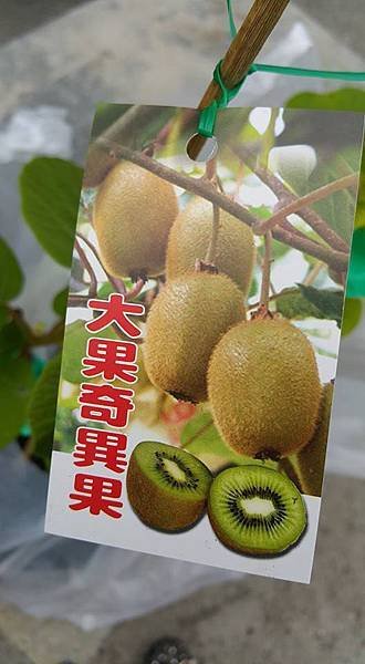 大果奇異果