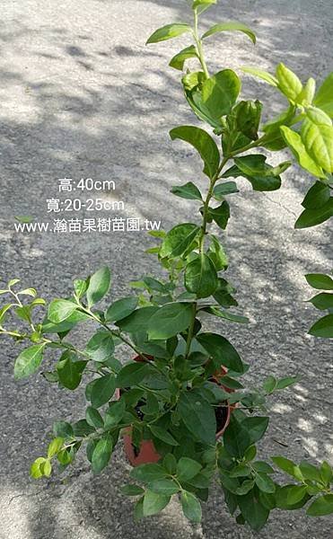 平地藍莓3