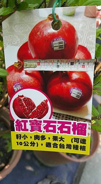 紅寶石石榴