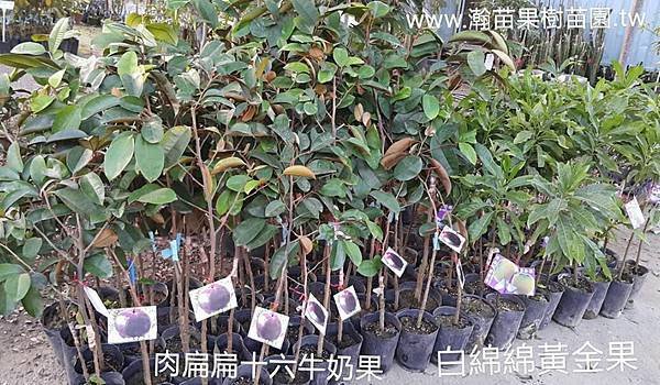 肉扁扁十六牛奶果。白綿綿黃金果
