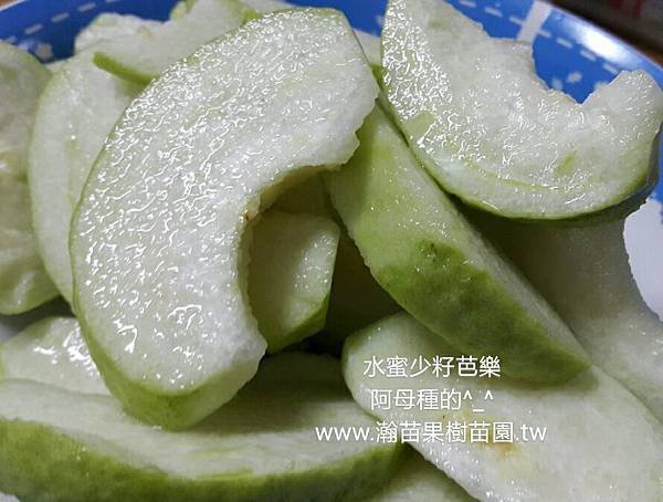 水蜜少籽芭樂