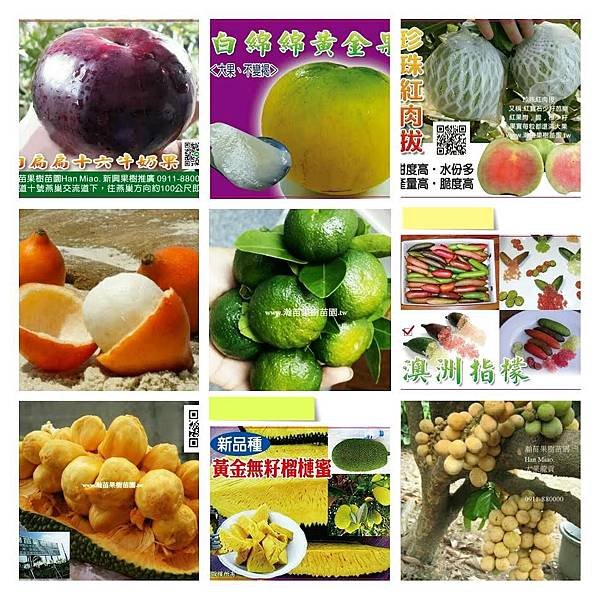 新興果樹-1