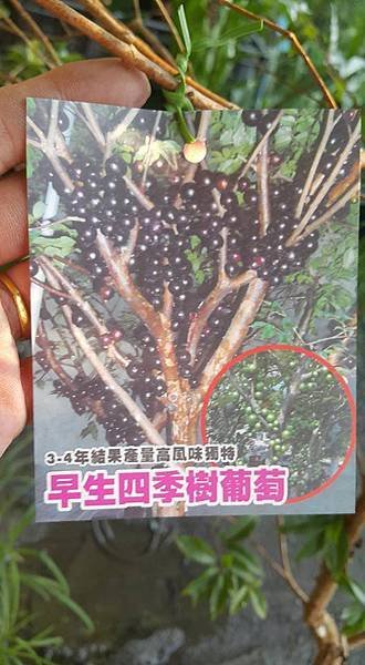 早生四季樹葡萄