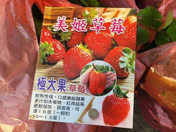 草莓苗新上架~瀚苗果樹苗園0911880000